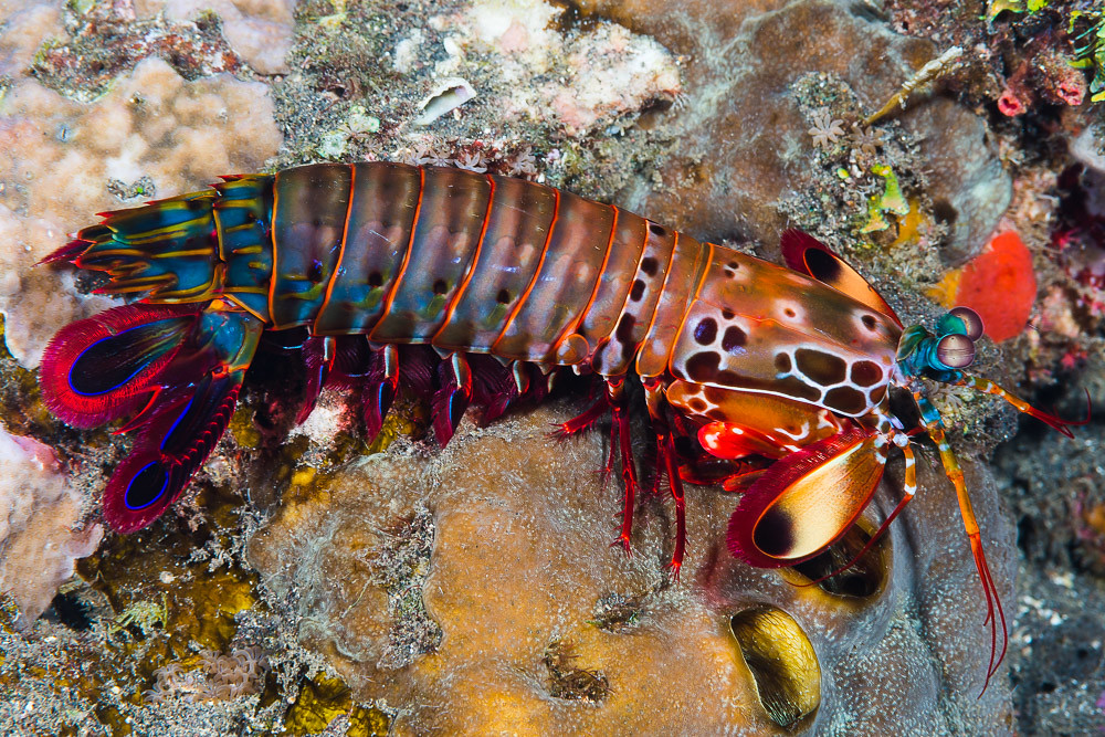 mantis shrimp